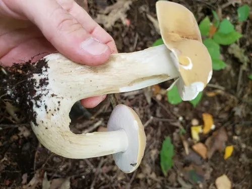 noble bolete