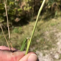 Tall Dropseed thumbnail 4