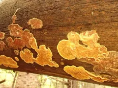 Pseudomerulius aureus thumbnail 4