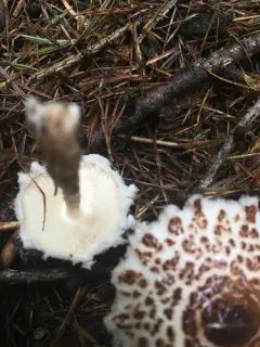 Lepiota fuscosquamea thumbnail 4