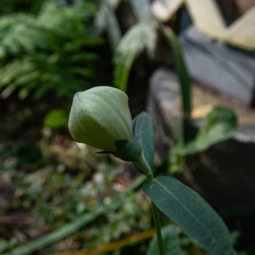 balloon flower