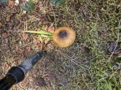 Hygrophorus boyeri thumbnail 3