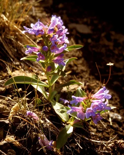 Absaroka Range Beardtongue
