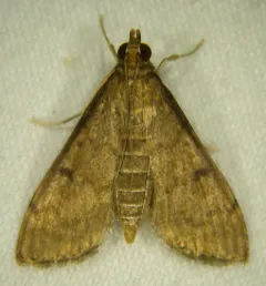 Dusky Herpetogramma Moth thumbnail 4