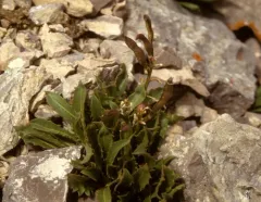 Uinta parrya thumbnail 4