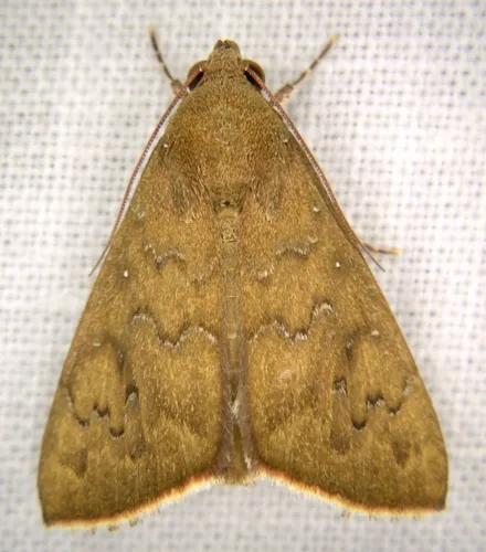 Okra Leafworm Moth