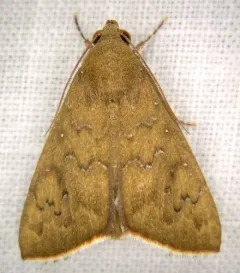 Okra Leafworm Moth thumbnail 1