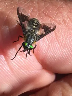 Chrysops nigripes thumbnail 2