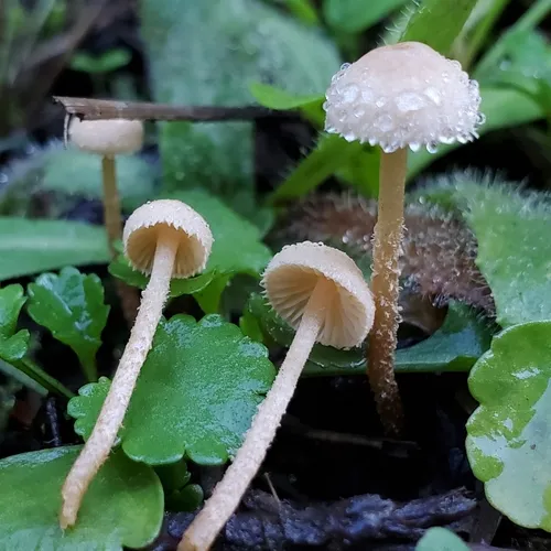 Flammulaster carpophilus