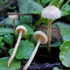 Flammulaster carpophilus thumbnail 1