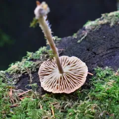 Wood Woolly-foot thumbnail 4