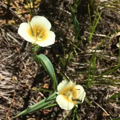 subalpine mariposa lily thumbnail 3