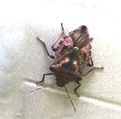 Podisus serieventris thumbnail 3
