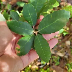 canyon live oak thumbnail 4