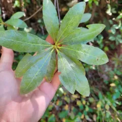 western azalea thumbnail 4