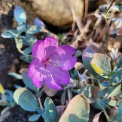 siskiyou mountains willowherb thumbnail 2
