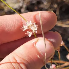 Naked Buckwheat thumbnail 2