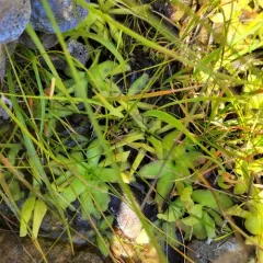 horned butterwort thumbnail 3