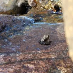 Foothill Yellow-legged Frog thumbnail 4