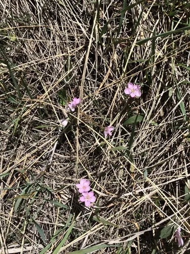Madrean springbeauty