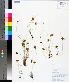 Yellow Flatsedge thumbnail 4
