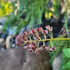 western false asphodel thumbnail 3