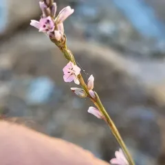 Douglas' knotweed thumbnail 2
