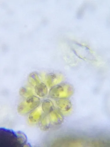 Synura sphagnicola