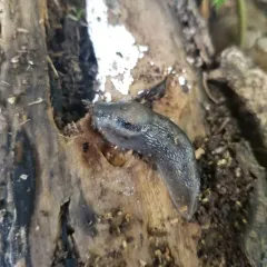 Tree slug thumbnail 2