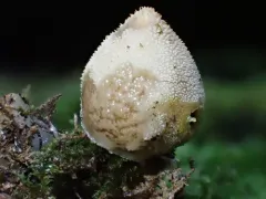 Bryoperdon acuminatum thumbnail 1