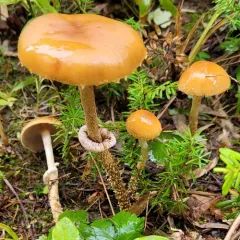 Leratiomyces squamosus thumbnail 2