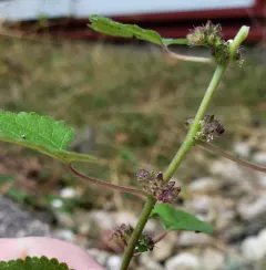 hairy crabweed thumbnail 1