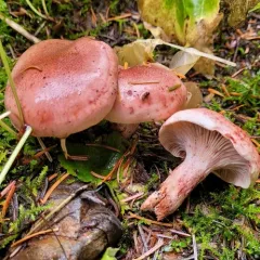 Hygrophorus capreolarius thumbnail 3