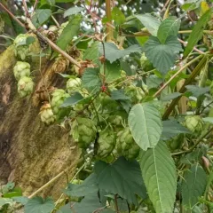 western hop thumbnail 4