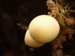 Bryoperdon acuminatum thumbnail 2