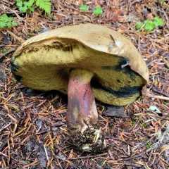 western bitter bolete thumbnail 2