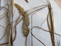 foxtail muhly thumbnail 4