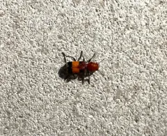 Orange-banded Clerid thumbnail 4