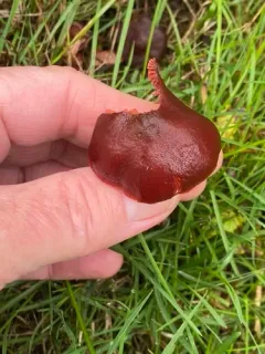 Tubaria vinicolor thumbnail 2