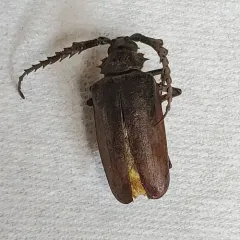 California Root Borer thumbnail 1