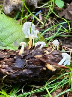Spruce Conesprout thumbnail 2
