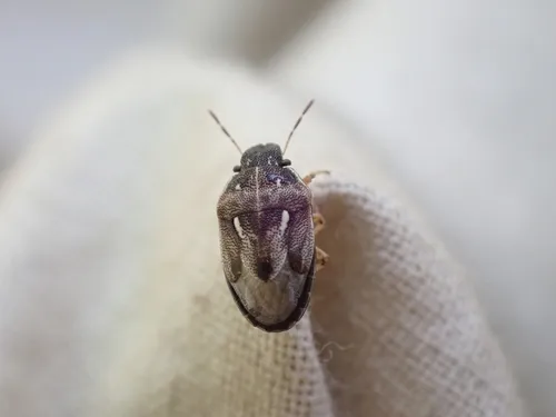 Neottiglossa tumidifrons
