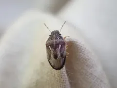 Neottiglossa tumidifrons thumbnail 1