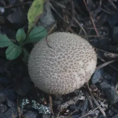 Spiny Puffball thumbnail 2