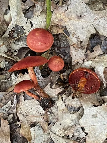 bloodred webcap