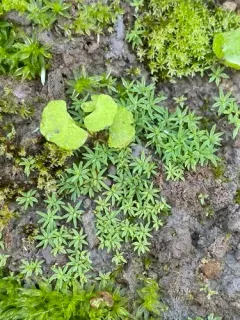 Toothed Pogonatum Moss thumbnail 3