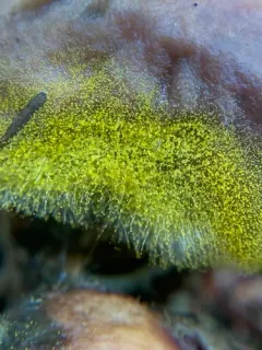 Golden Jack Mold thumbnail 4