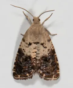 Fletcher's Cydia Moth thumbnail 2
