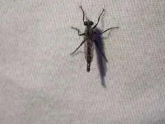 Rhadiurgus variabilis thumbnail 2