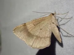 Bordered Fawn Moth thumbnail 1